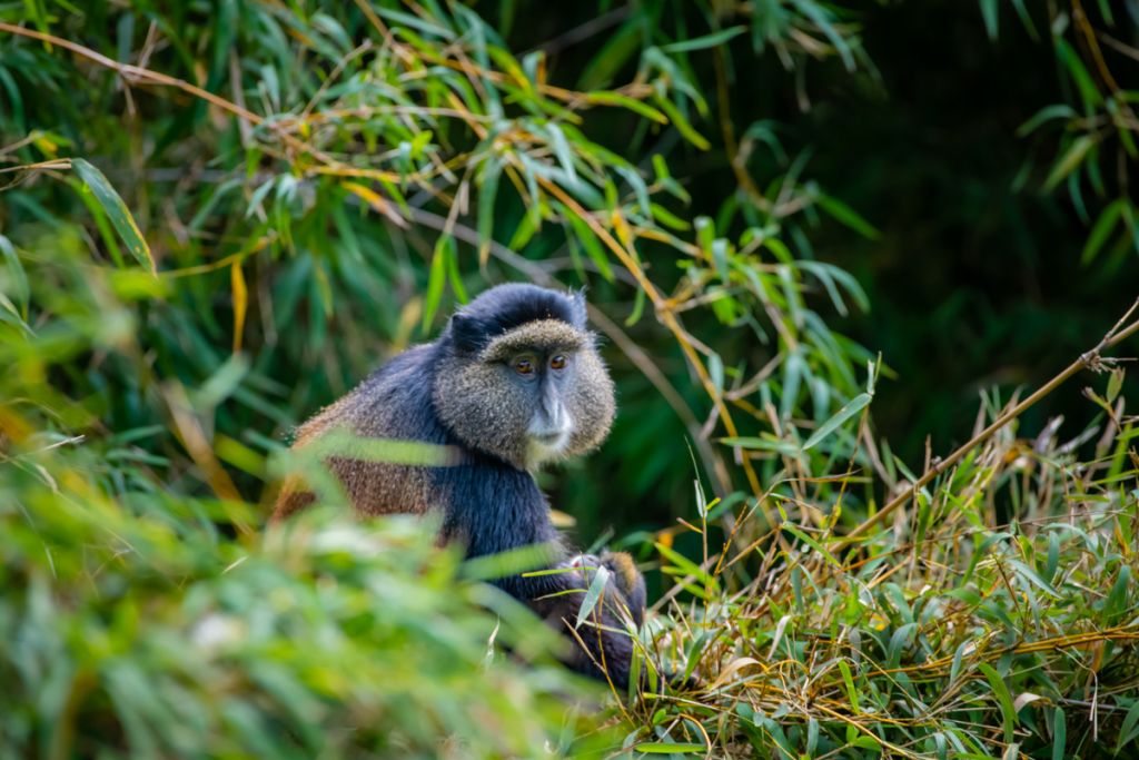 Alternative gorilla trekking experiences in Uganda