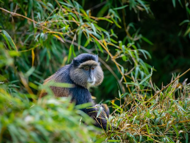 Alternative gorilla trekking experiences in Uganda