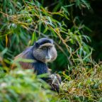 Alternative gorilla trekking experiences in Uganda