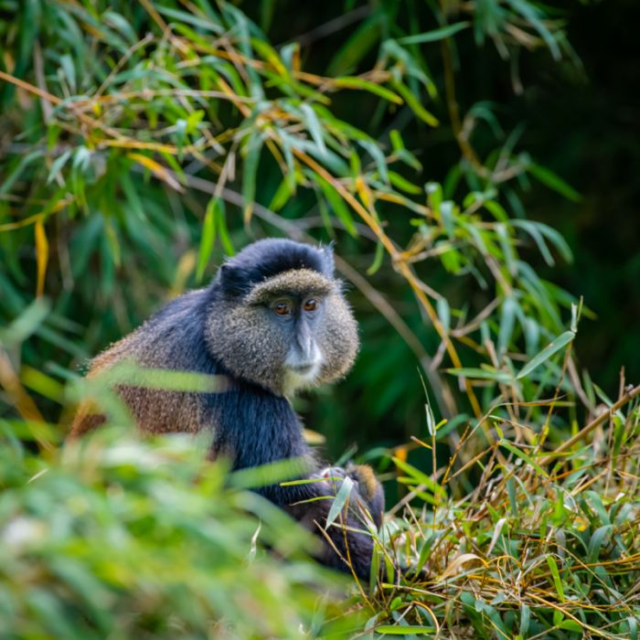 Alternative gorilla trekking experiences in Uganda