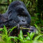 Discover gorilla trekking experience in Uganda through the eyes of Hillary, a local guide and wildlife photographer in Bwindi.
