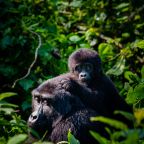gorilla trekking and Lake Bunyonyi with a local expert.