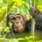 A chimpanzee in resting mood in Kyambura gorge in Quenn Elizabeth national park