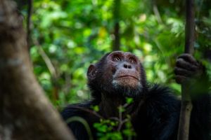 Chimpanzee photographed in Kibale National Park Uganda