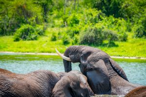 Wildlife photography in Queen Elizabeth national park - Uganda