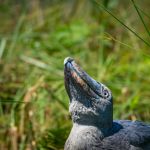 Shoebill stork photographed in Mabamba Swamp, Uganda