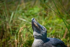 Wildlife photography in Mabamba, lake Victoria - Shoebills