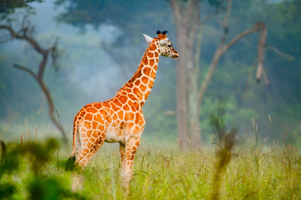 Best birding parks in Uganda with a local expert