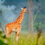 A Rothchild's giraffe; an evening golden hour photography in lake Mburo national park