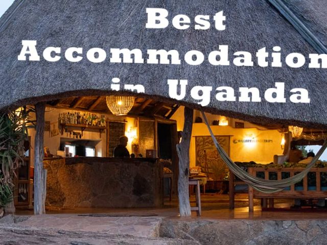 Discover the Best Uganda Safari Lodges for an Unforgettable Local Experience