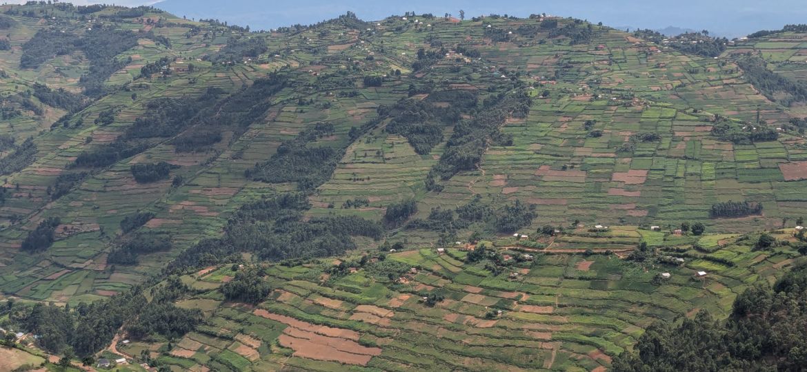 how much is a budget 3 day gorilla safari in Uganda