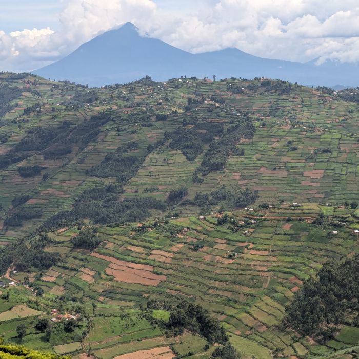 how much is a budget 3 day gorilla safari in Uganda