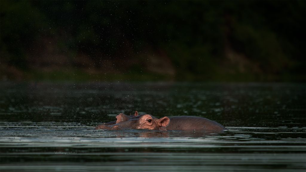 The Best 7 Day Uganda Itinerary for Adventure and Wildlife Lovers
