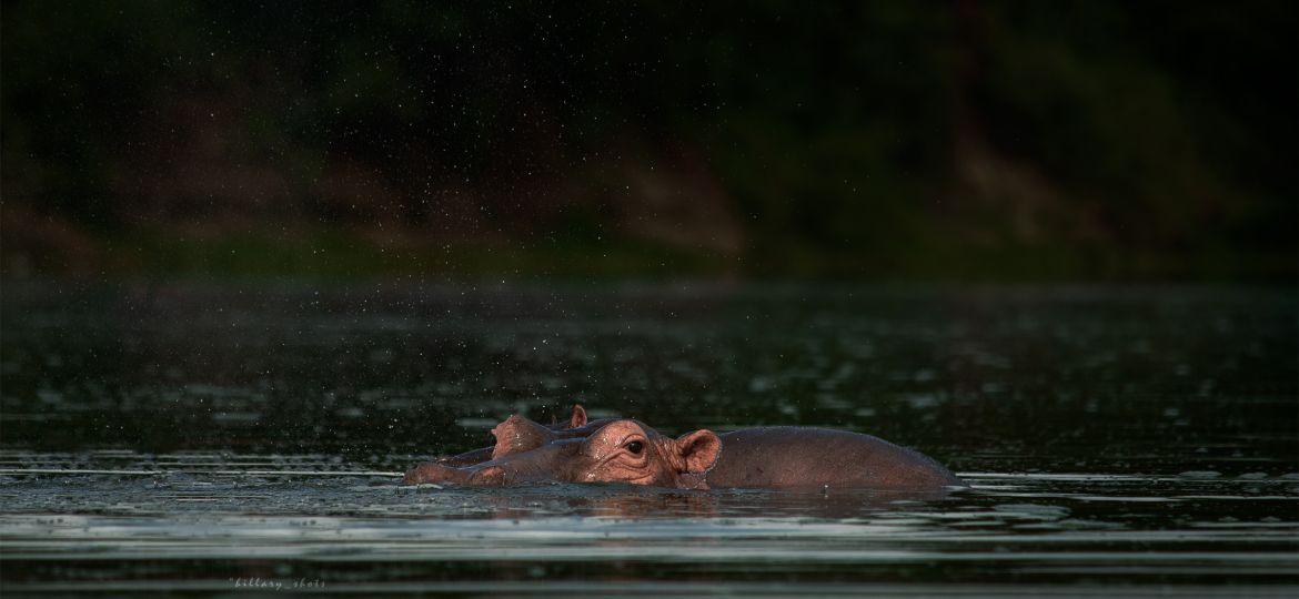 The Best 7 Day Uganda Itinerary for Adventure and Wildlife Lovers