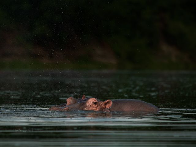 The Best 7 Day Uganda Itinerary for Adventure and Wildlife Lovers