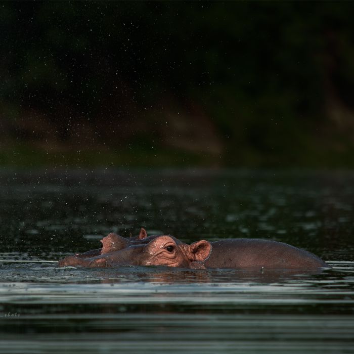 The Best 7 Day Uganda Itinerary for Adventure and Wildlife Lovers