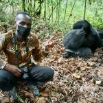 how close can i get to gorillas in Uganda