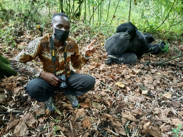 how close can i get to gorillas in Uganda