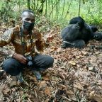 how close can i get to gorillas in Uganda