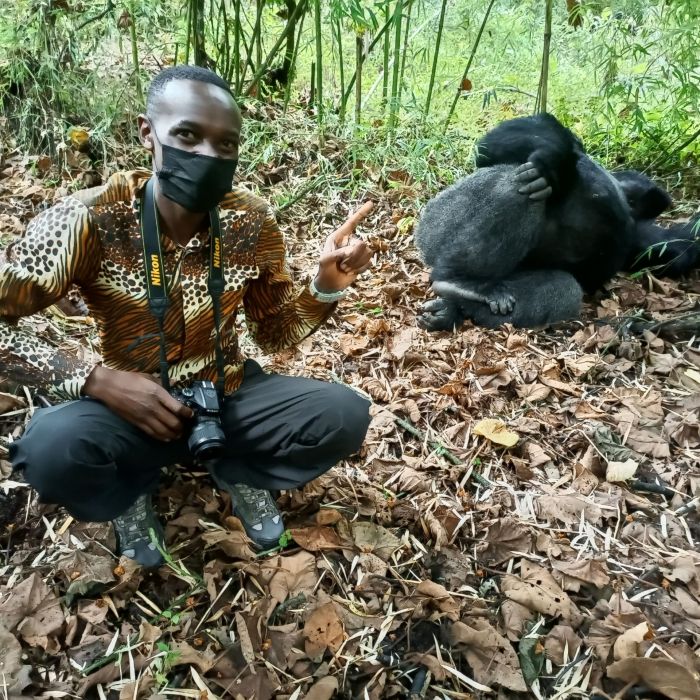 how close can i get to gorillas in Uganda