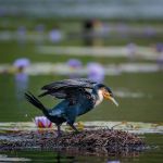bird watching in lake Bunyonyi