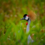 The well known crested crane, the national bird for Uganda on the shores of lake Bunyonyi
