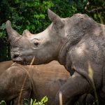 Rhinos at Ziwa Rhino sanctuary, alt: "Arhino atZiwa rhino sanctuary on our way to Murchison falls"
