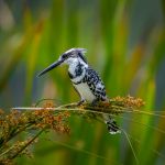 Bird watching photography in lake Bunyonyi with a local expert; Hillary
