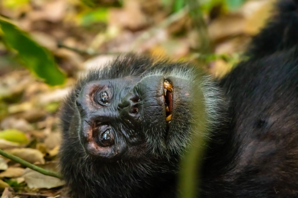 Chimpanzee trekking in Uganda