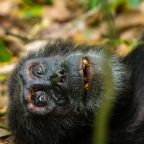 Chimpanzee trekking in Uganda