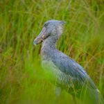 Shoebill photography during a Uganda photo safari at Mabamba Swamp