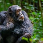 chimpanzee photography in Kibale National Park Uganda