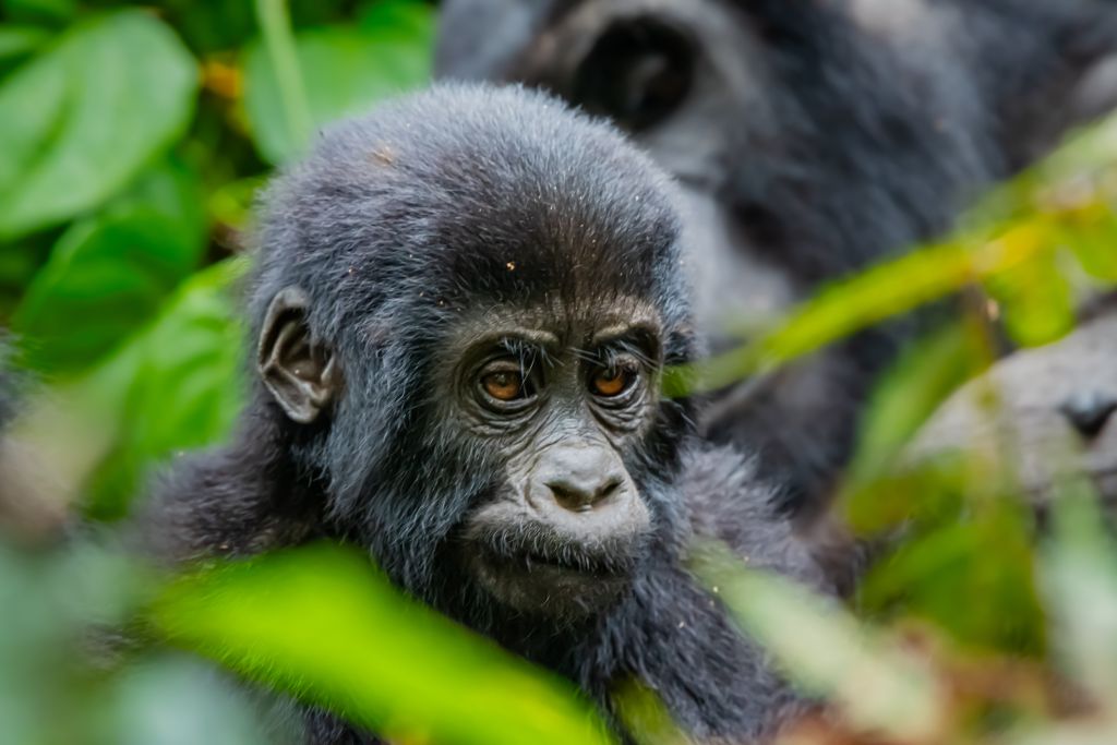 Best places to photograph primates in Uganda