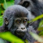Best places to photograph primates in Uganda